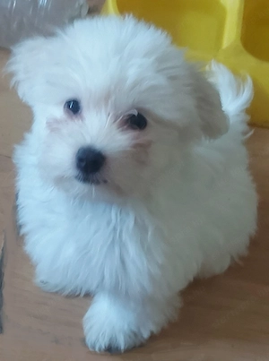 Bichon Havanese 9 hetes kisfiúk 