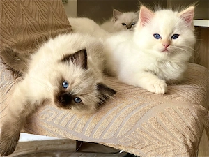 Ragdoll törzskönyves macska - kép 5