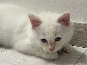 Ragdoll törzskönyves macska - kép 3