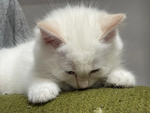 Ragdoll törzskönyves macska - kép 2