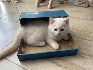 Ragdoll törzskönyves macska - kép 4