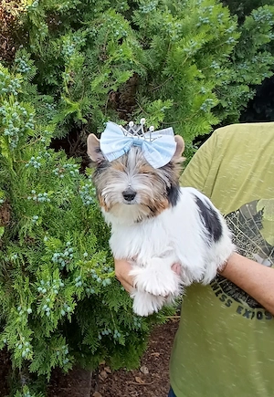 Eladó törzskönyvezett Biewer Yorkshire terrier kiskutya