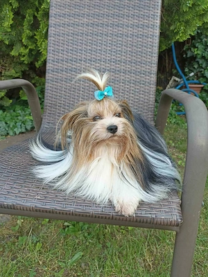 Eladó törzskönyvezett Biewer Yorkshire terrier kiskutya - kép 2