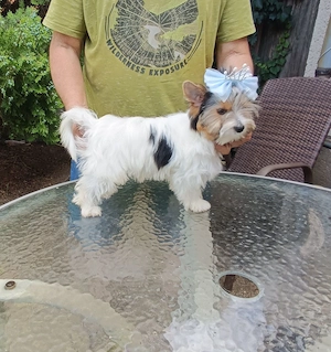 Eladó törzskönyvezett Biewer Yorkshire terrier kiskutya - kép 3