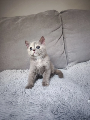 Brit rövid szőrű lila- tortie kisl ny - kép 5