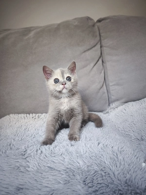 Brit rövid szőrű lila- tortie kisl ny - kép 4
