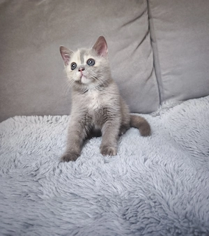 Brit rövid szőrű lila- tortie kisl ny - kép 3