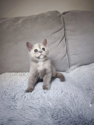Brit rövid szőrű lila- tortie kisl ny - kép 2