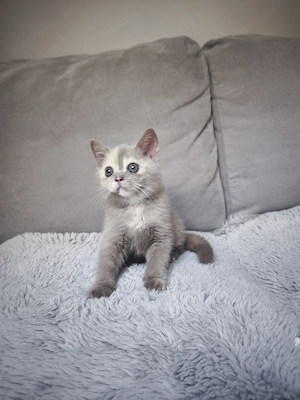 Törzskönyvezett brit rövid szőrű lila-tortie kislány eladó! - kép 3