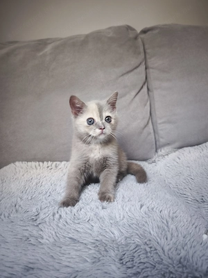 Törzskönyvezett brit rövid szőrű lila-tortie kislány eladó! - kép 4