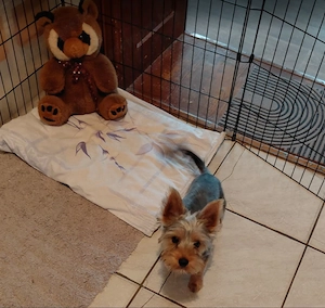 Yorkshire terrier kisfiú eladó - kép 2