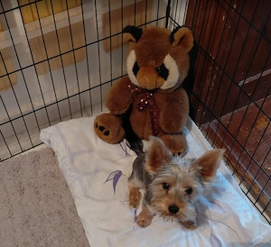 Yorkshire terrier kisfiú eladó - kép 5