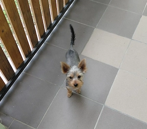 Yorkshire terrier kisfiú eladó - kép 9