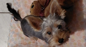 Yorkshire terrier kisfiú eladó - kép 8