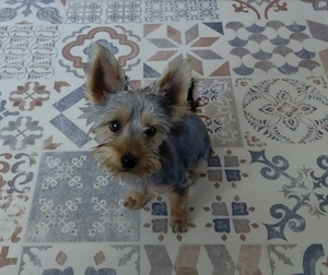 Yorkshire terrier kisfiú eladó - kép 3