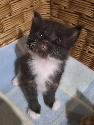 Törzskönyvezett szülőktől Maine Coon babyk foglalhatók! - kép 6