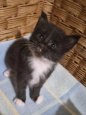 Törzskönyvezett szülőktől Maine Coon babyk foglalhatók! - kép 2