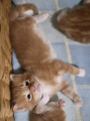 Törzskönyvezett szülőktől Maine Coon babyk foglalhatók! - kép 5