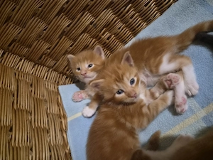 Törzskönyvezett szülőktől Maine Coon babyk foglalhatók! - kép 4