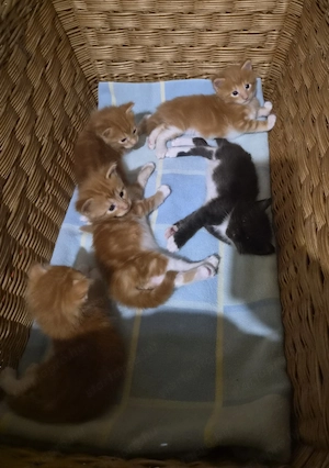 Törzskönyvezett szülőktől Maine Coon babyk foglalhatók! - kép 3