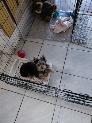 Yorkshire terrier kisfiú eladó - kép 7
