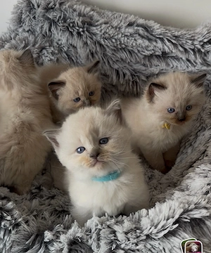 Bajnok szülők Törzskönyves Ragdoll babái - kép 3