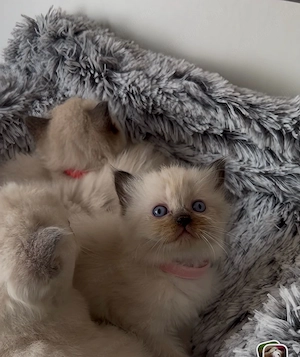 Bajnok szülők Törzskönyves Ragdoll babái - kép 4