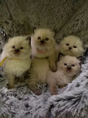 Bajnok szülők Törzskönyves Ragdoll babái - kép 2
