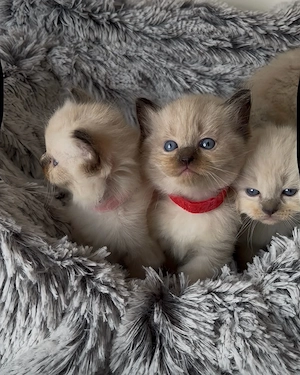 Bajnok szülők Törzskönyves Ragdoll babái - kép 5