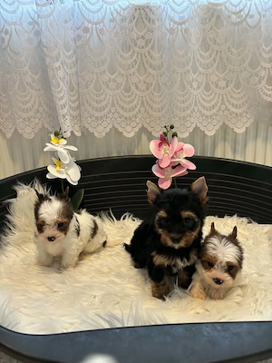 Yorkshire terrier kutyusok - kép 3