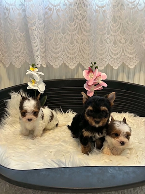 Yorkshire terrier kutyusok - kép 5