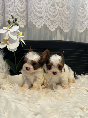 Yorkshire terrier kutyusok