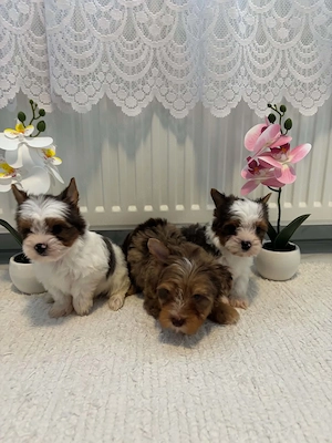 Yorkshire terrier kutyusok - kép 4
