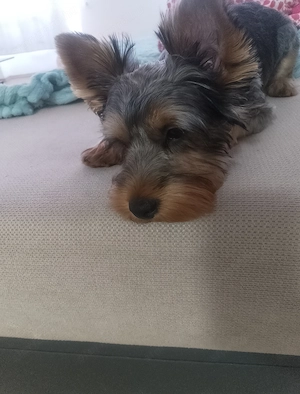 Tündéri Kan Yorkshire Terrier kiskutya eladó - kép 2