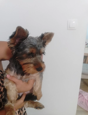 Tündéri Kan Yorkshire Terrier kiskutya eladó - kép 4