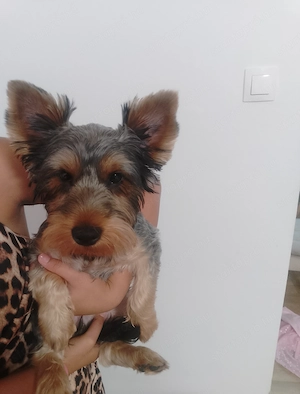 Tündéri Kan Yorkshire Terrier kiskutya eladó - kép 3