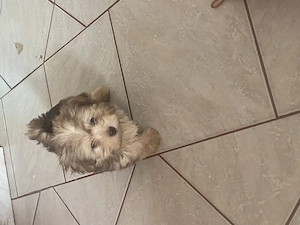 Tündéri bichon havanese kiskutyák eladók ! - kép 2