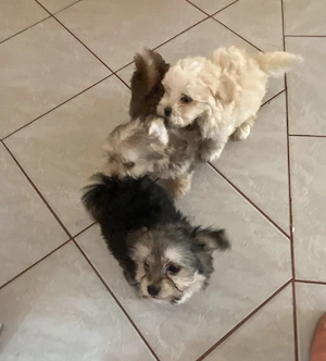 Tündéri bichon havanese kiskutyák eladók ! - kép 4