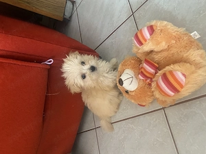 Tündéri bichon havanese kiskutyák eladók !