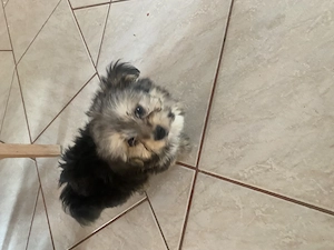 Tündéri bichon havanese kiskutyák eladók ! - kép 3