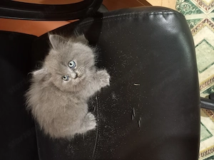 Perzsa-Maine-Coon kiscicák