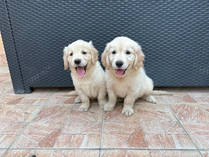 Golden Retriever kiskutyák - kép 2