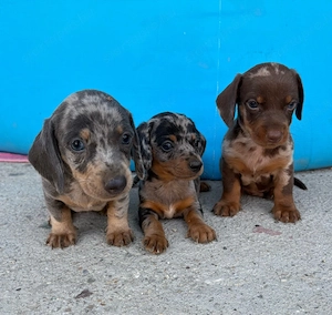Harlekin Tacskó kiskutyák