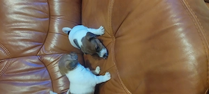 Eladó jack Russell kis kutyák  - kép 5