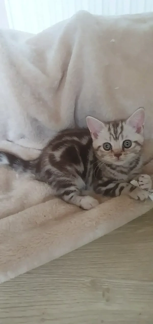 Brit rövidszőrű Tabby cicák  - kép 2