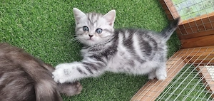 Brit rövidszőrű Tabby cicák  - kép 5
