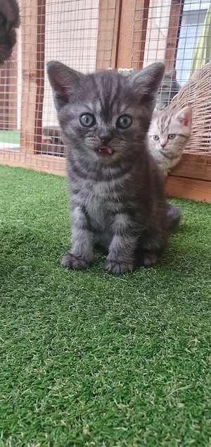 Brit rövidszőrű Tabby cicák  - kép 4