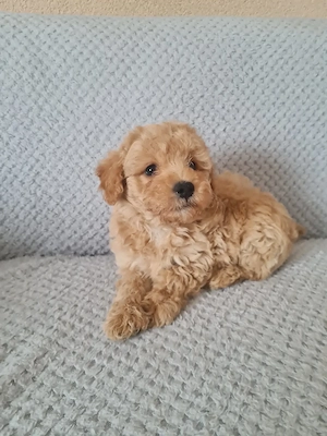 Maltipoo  kiskutya - kép 5
