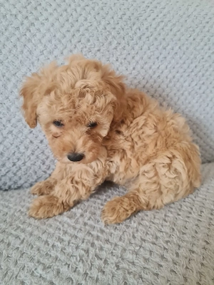 Maltipoo  kiskutya - kép 3