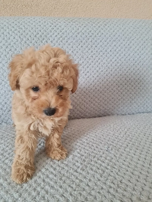Maltipoo  kiskutya - kép 2